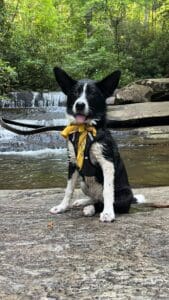 Greenville County Animal Care